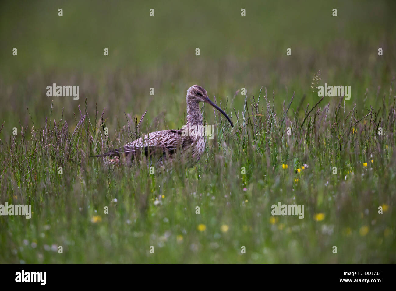 Curlew in un prato di fiori selvaggi Foto Stock
