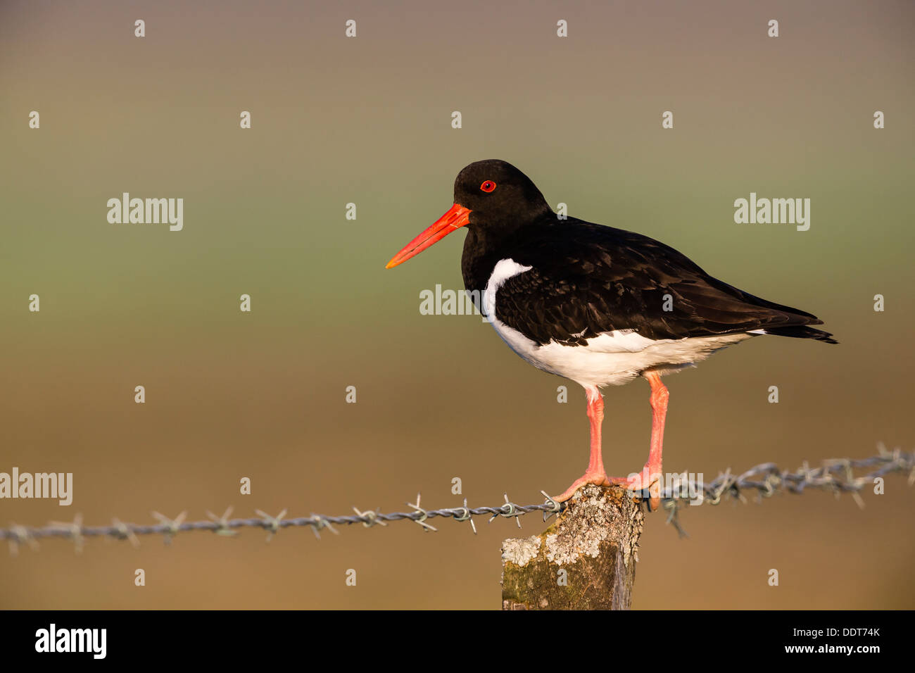 Oystercatcher su un filo spinato post Foto Stock