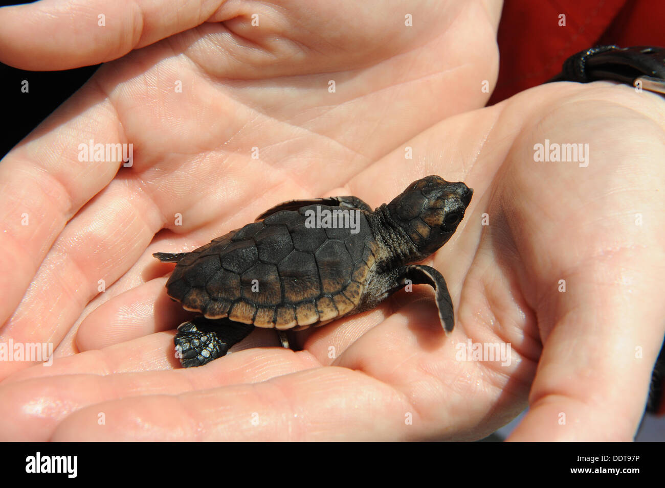 Un bambino tartaruga di mare è portato per l'acqua da un biologo presso il Gumbo Limbo Centro Natura momenti prima di essere rilasciato nell'oceano 5 settembre 2013 al largo di Boca Raton, FL. Più di 500 mare larve tartaruga sono state delicatamente rilasciato a mano su fondali off dove le tartarughe hanno una maggiore possibilità di sopravvivenza. Foto Stock