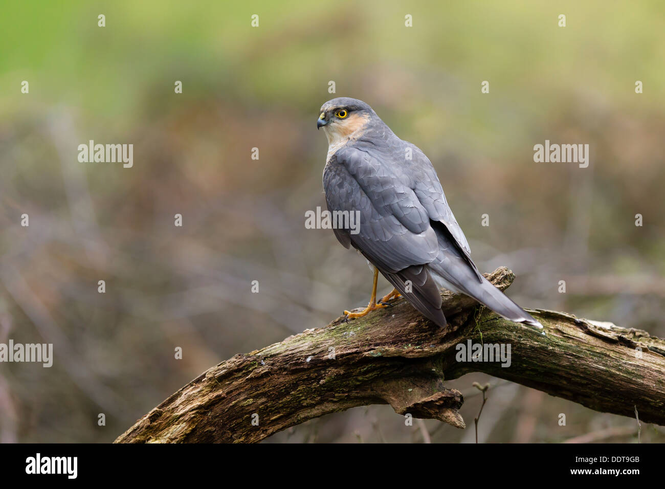 Sparviero appollaiato su un ramo di albero contro un chiaro sfondo diffusa Foto Stock