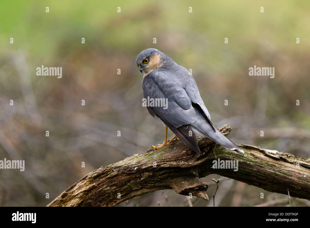 Sparviero appollaiato su un ramo di albero contro un chiaro sfondo diffusa Foto Stock