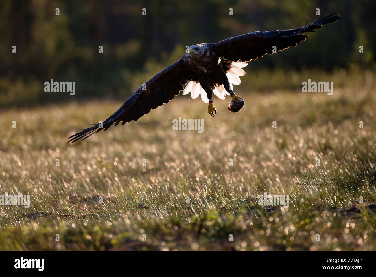 Back lit white tailed sea eagle battenti con la preda in uno dei suoi artigli Foto Stock