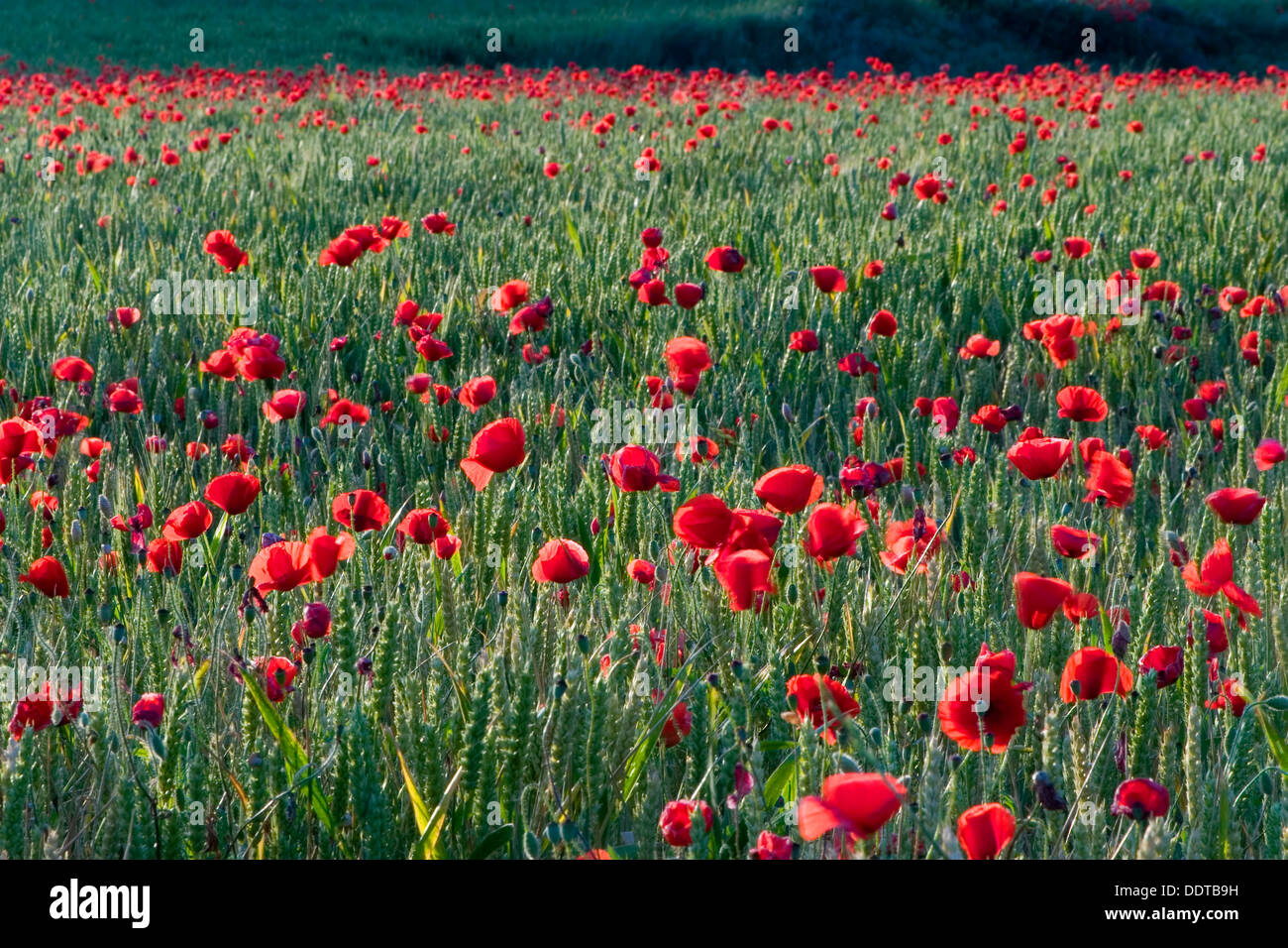 Il mais papavero, rosa di mais, campo papavero, Fiandre papavero, o rosso papavero (Papaver rhoeas). A Ayegui ,Navarra, Spagna, Europa. Foto Stock