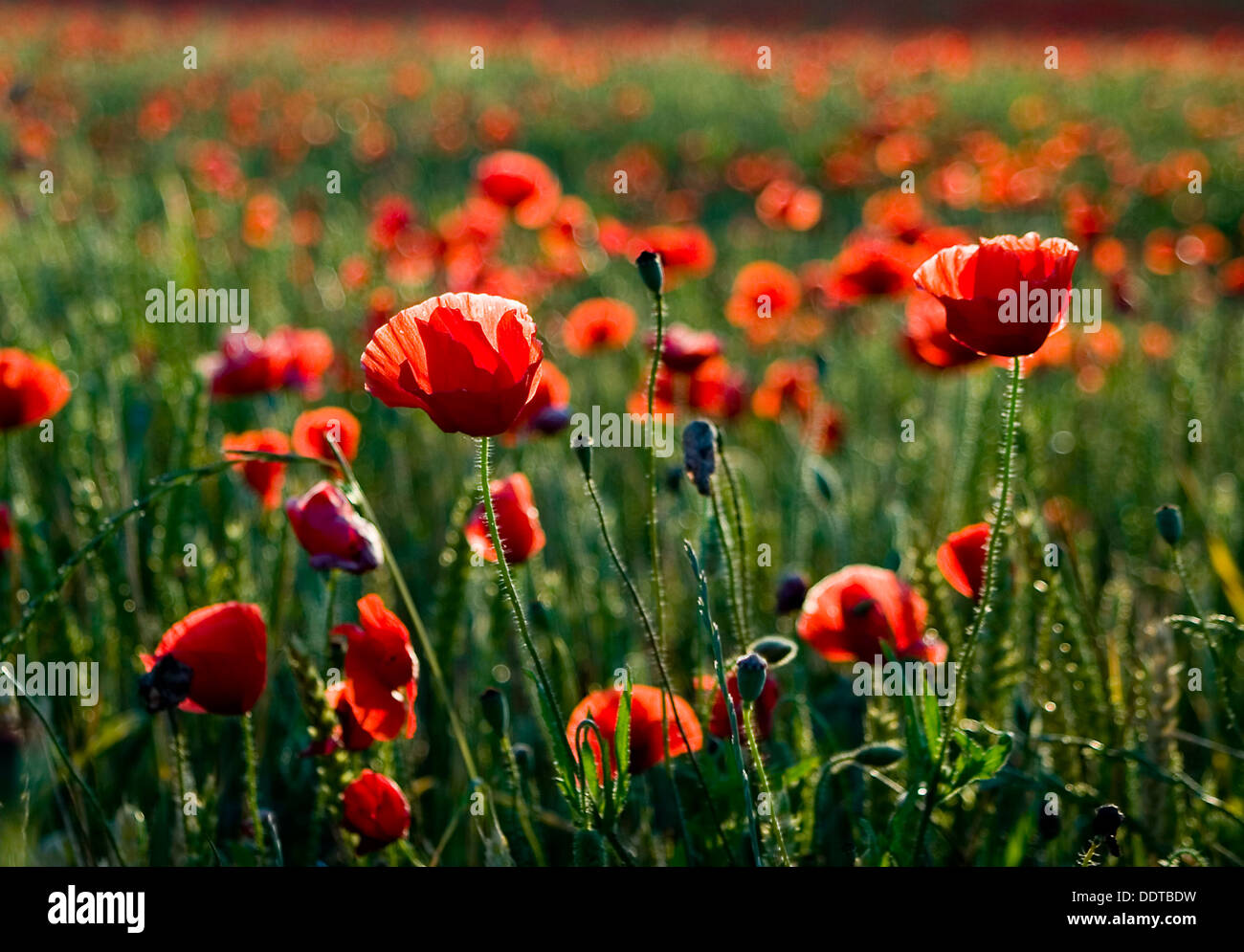 Il mais papavero, rosa di mais, campo papavero, Fiandre papavero, o rosso papavero (Papaver rhoeas). A Ayegui ,Navarra, Spagna, Europa. Foto Stock