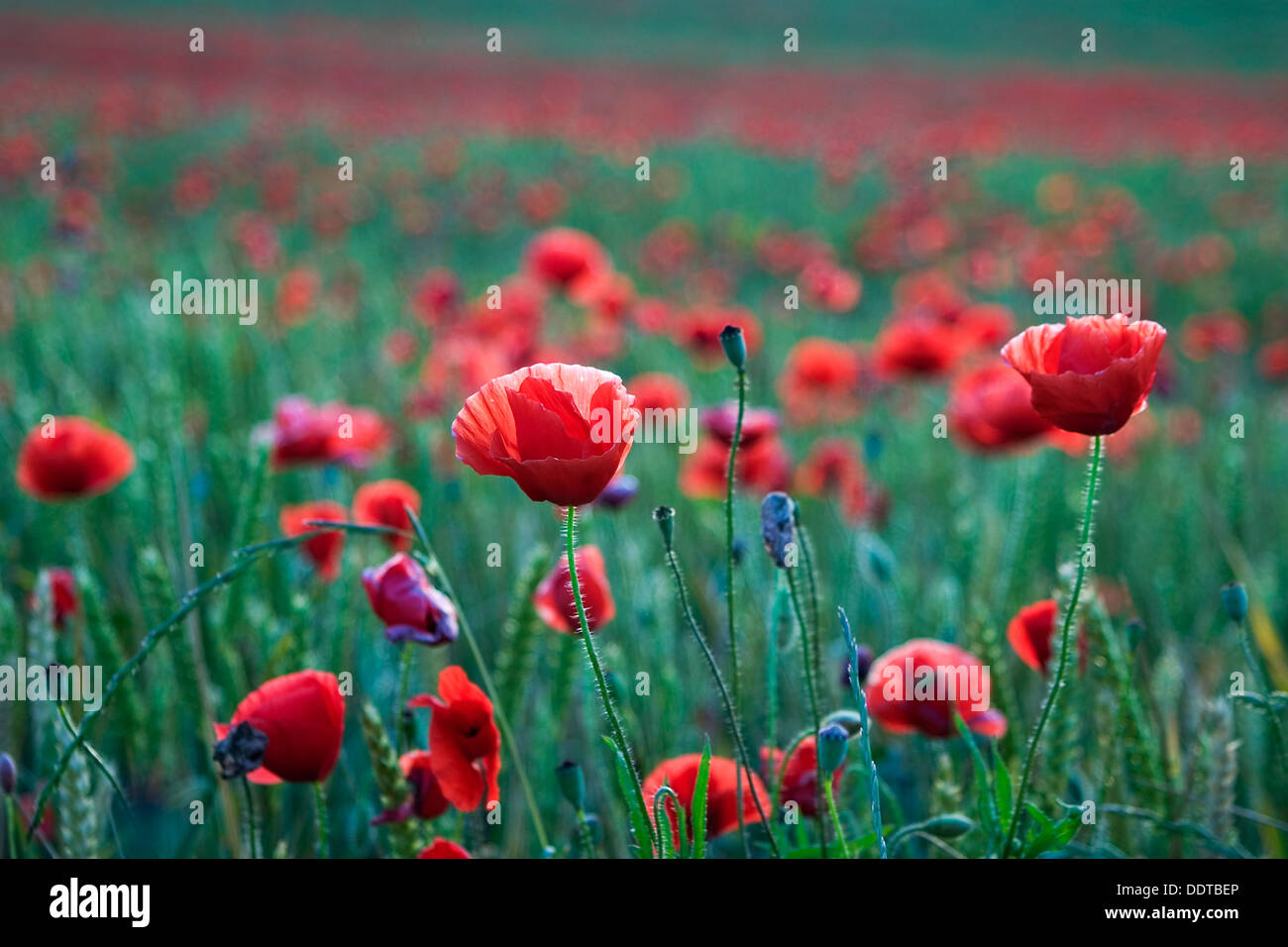 Il mais papavero, rosa di mais, campo papavero, Fiandre papavero, o rosso papavero (Papaver rhoeas). A Ayegui ,Navarra, Spagna, Europa. Foto Stock