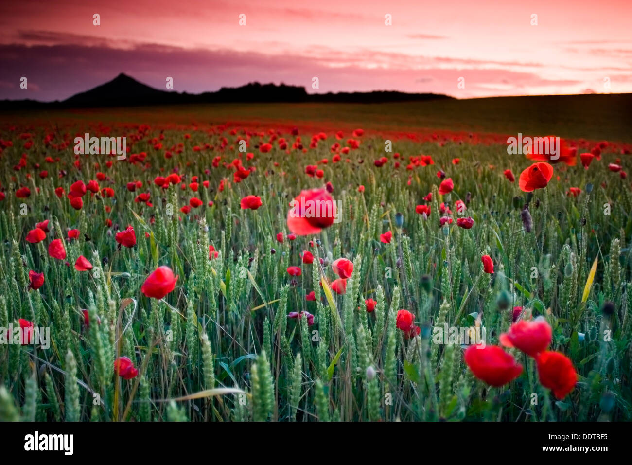 Il mais papavero, rosa di mais, campo papavero, Fiandre papavero, o rosso papavero (Papaver rhoeas). A Ayegui ,Navarra, Spagna, Europa. Foto Stock