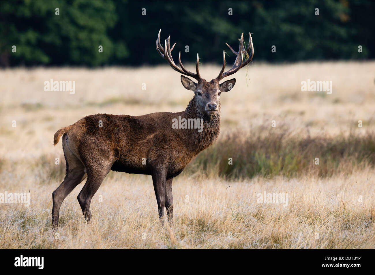 Red Deer ritratto Foto Stock