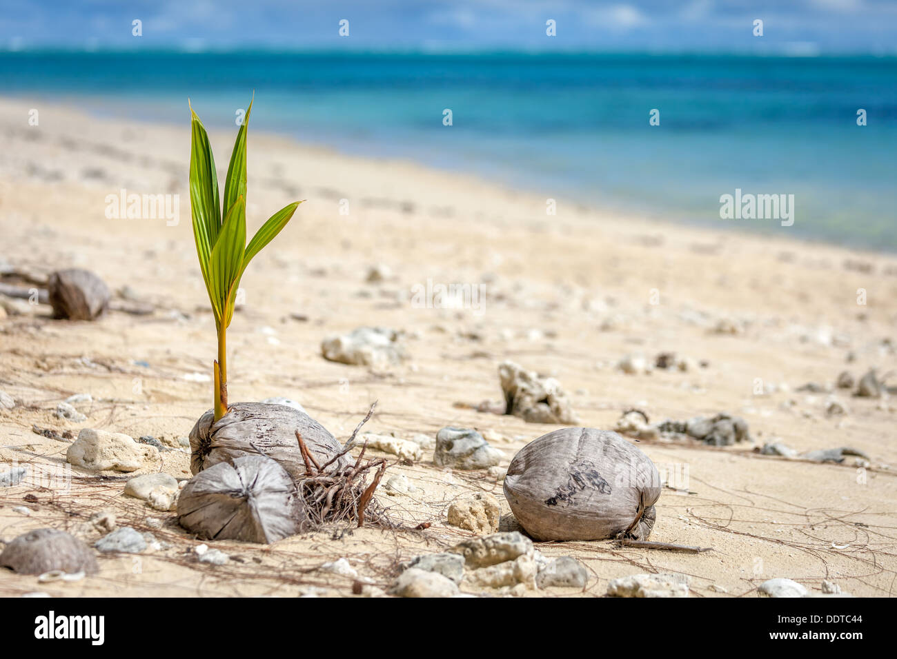 Un lone giovani palme da cocco il germoglio che cresce dal seme oltre oceano su Amuri beach - Isole Cook, isola di Aitutaki, Sud Pacifico Foto Stock