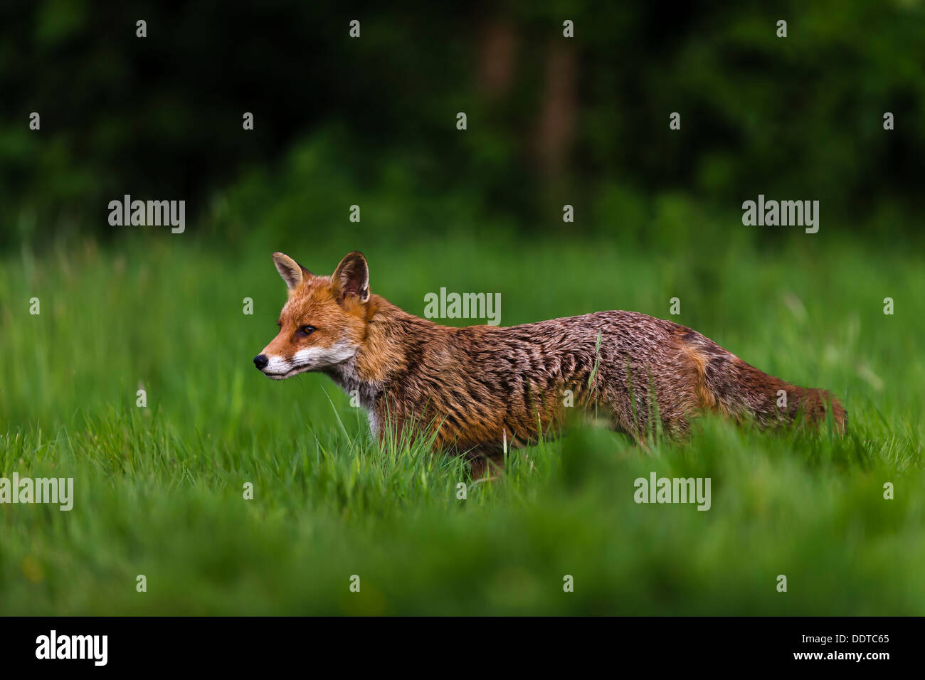 Fox in una radura in inglese Foto Stock