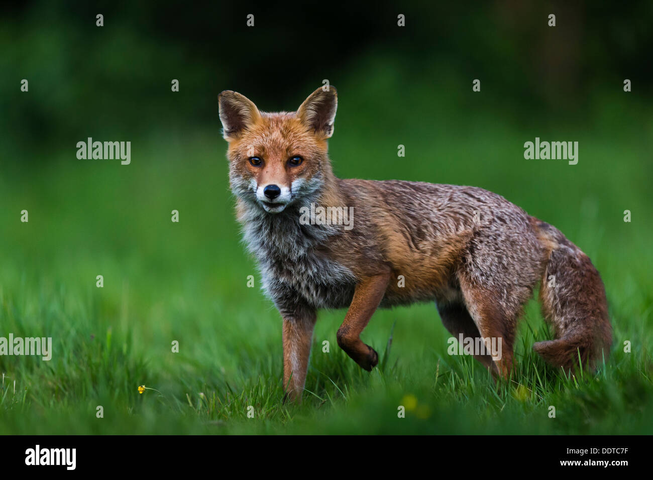 Fox in una radura in inglese Foto Stock