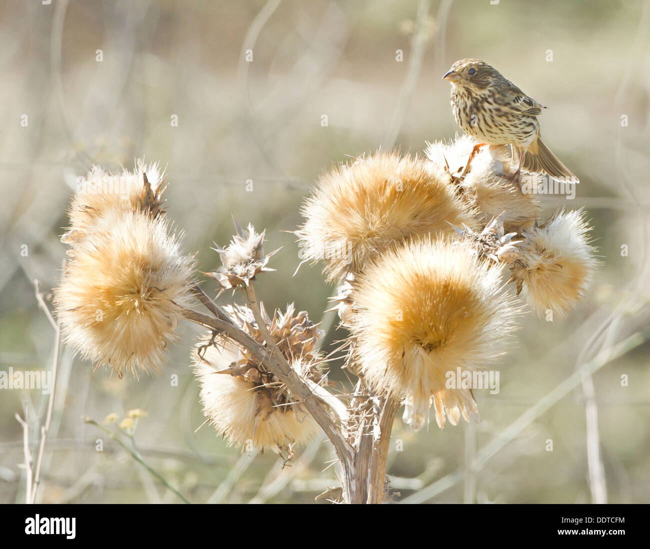 Corn Bunting Miliaria calandra arroccato su thistle capi Foto Stock