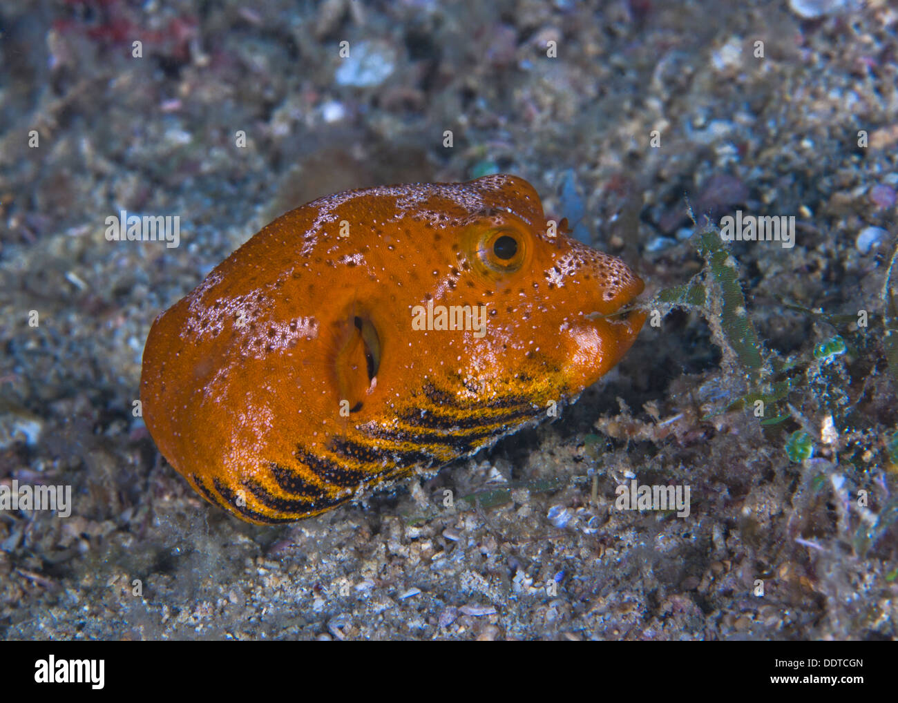 I capretti pufferfish stellato munching su alga Puerto Galera, Filippine. Foto Stock
