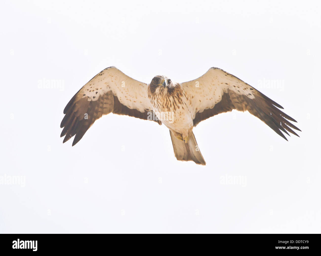 Avviato Eagle Hieraaelus penates in autunno la migrazione su tarifa in africa Foto Stock