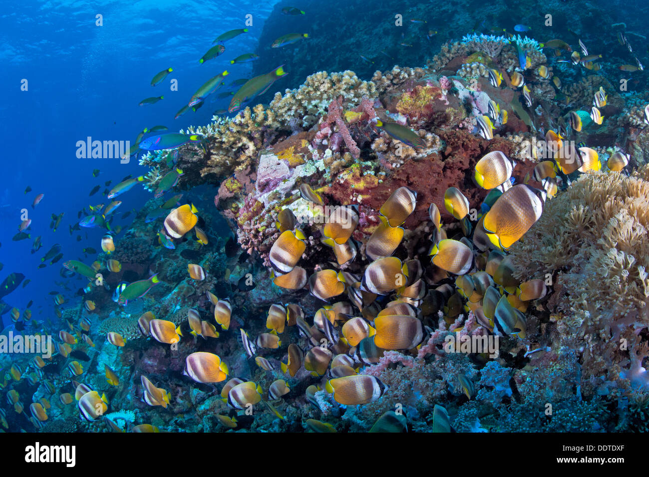 Sunset Butterflyfish, Luna Wrasse e altri pesci di scogliera festa su uova di nidificazione. Verde Isola, Filippine. Foto Stock