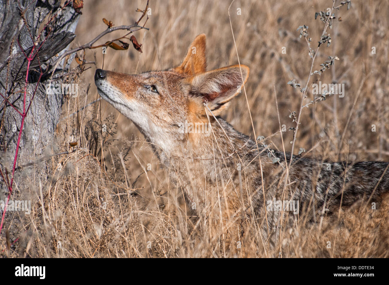 Profilo di un nero-backed jackal, Canis mesomelas, annusando un profumo segno su un albero del territorio di marcatura in Etosha, Namibia, Africa Foto Stock