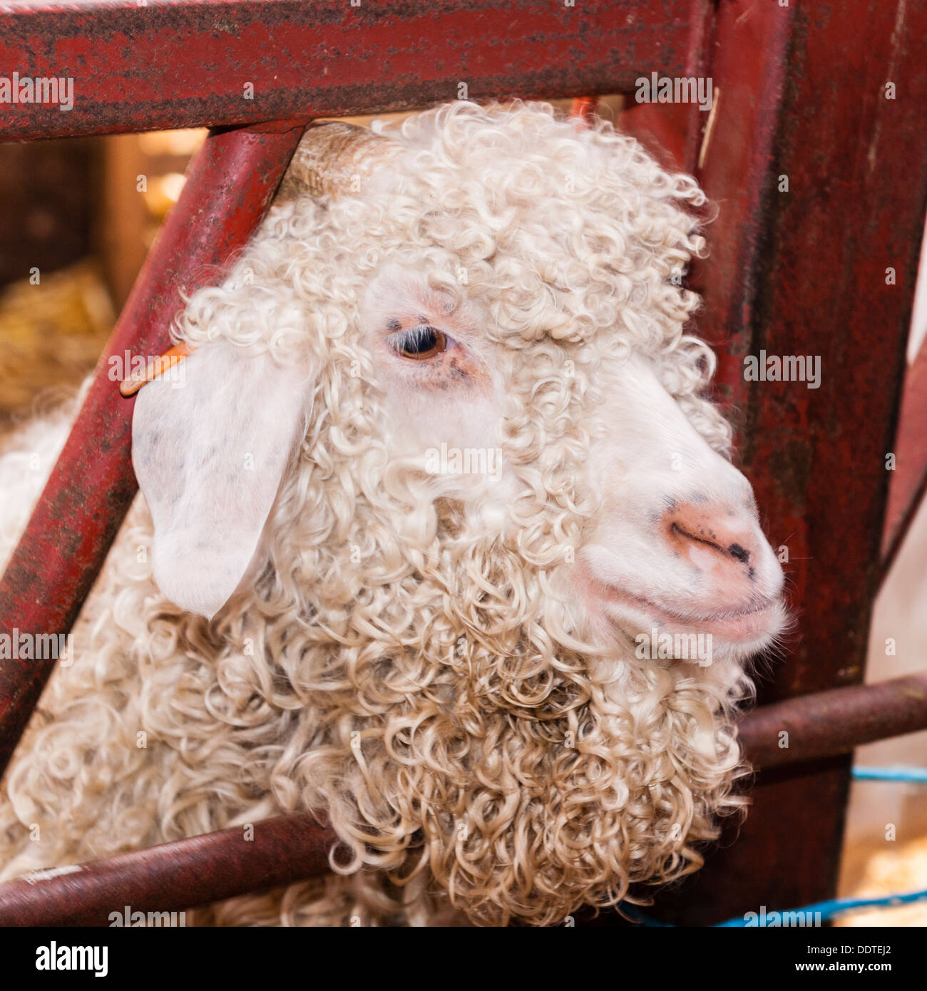Una capra Angora a Hazel Brow fattoria nel villaggio di basso rango in Swaledale , North Yorkshire, Inghilterra, Regno Unito Foto Stock