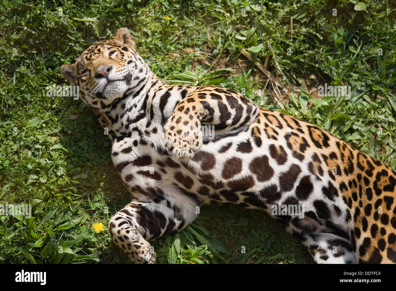 Jaguar (Panthera onca). Foto Stock