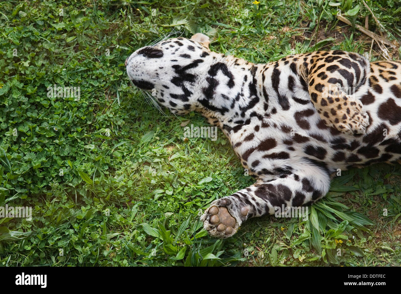 Jaguar (Panthera onca). Foto Stock