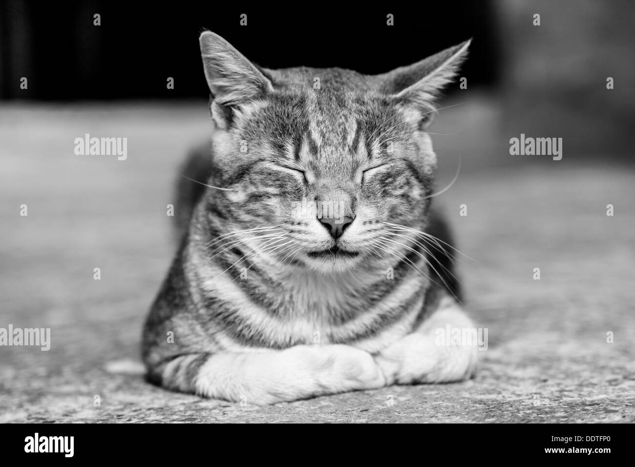 Un simpatico gatto europeo dormendo su pietra Foto Stock