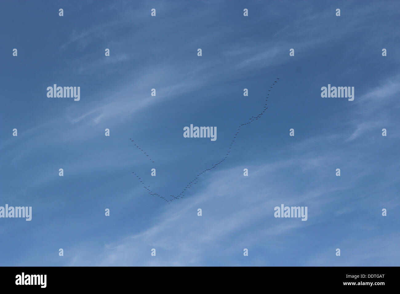 Il volo degli uccelli durante il ritorno a casa in primavera nel cielo blu Foto Stock