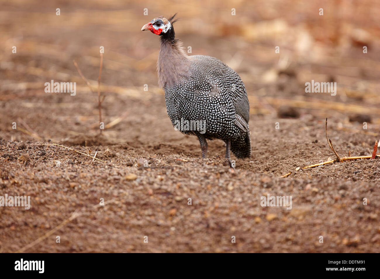 Helmeted Faraone (Numida meleagris), Nikolo-Koba National Park, Senegal Africa Foto Stock