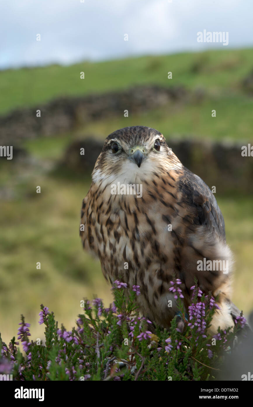 Maschio di Merlin, Falco columbarius, su heather moorland, nello Yorkshire, Regno Unito. Captive Bird. Foto Stock