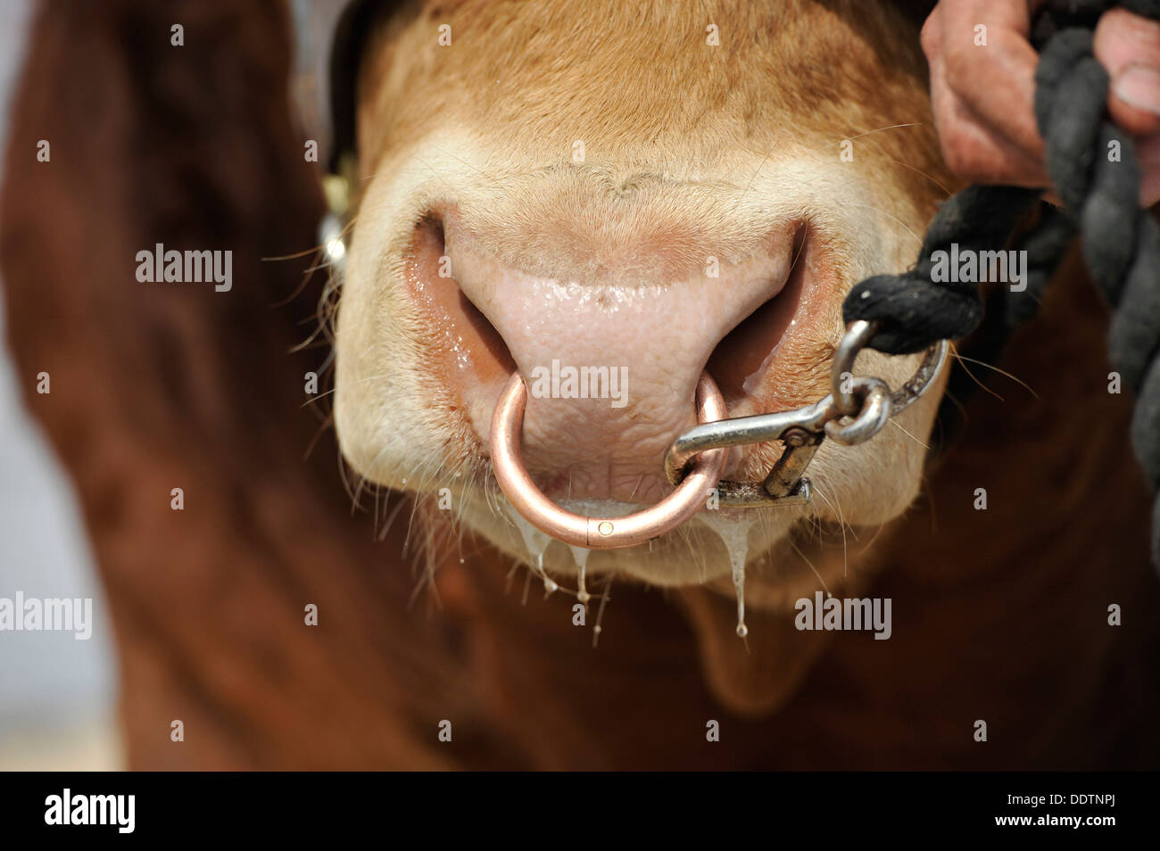In prossimità di una limousin tori naso essendo portato ad una mostra. Foto Stock
