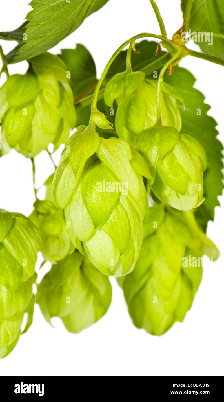 Il ramo di verde hop closeup Foto Stock