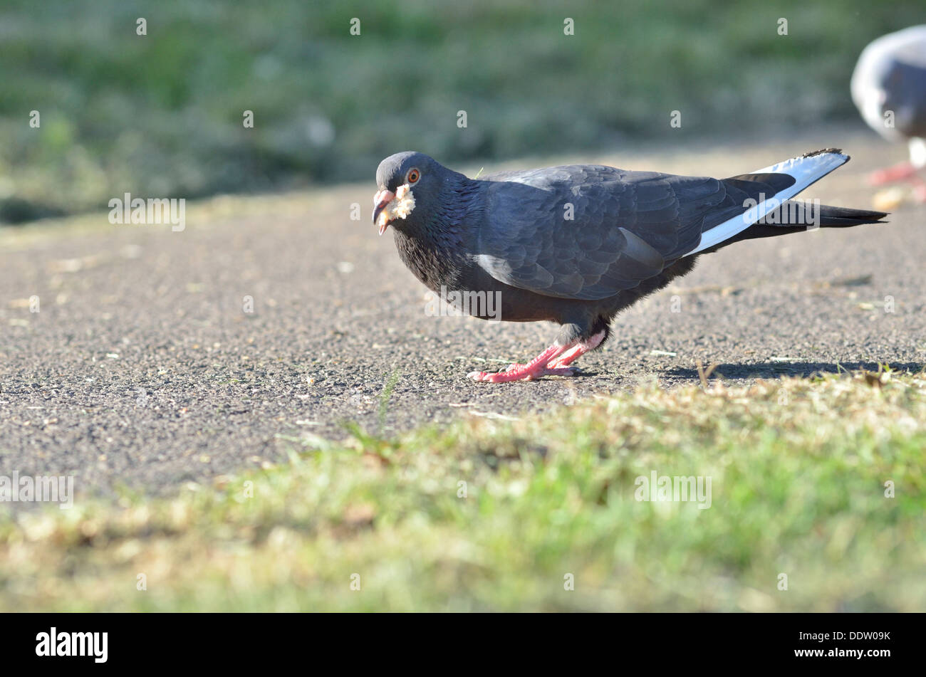 Il piccione nero in Brandon Hill Park, Bristol England Regno Unito. Immagine ravvicinata anteriore su un percorso di mangiare pane Foto Stock