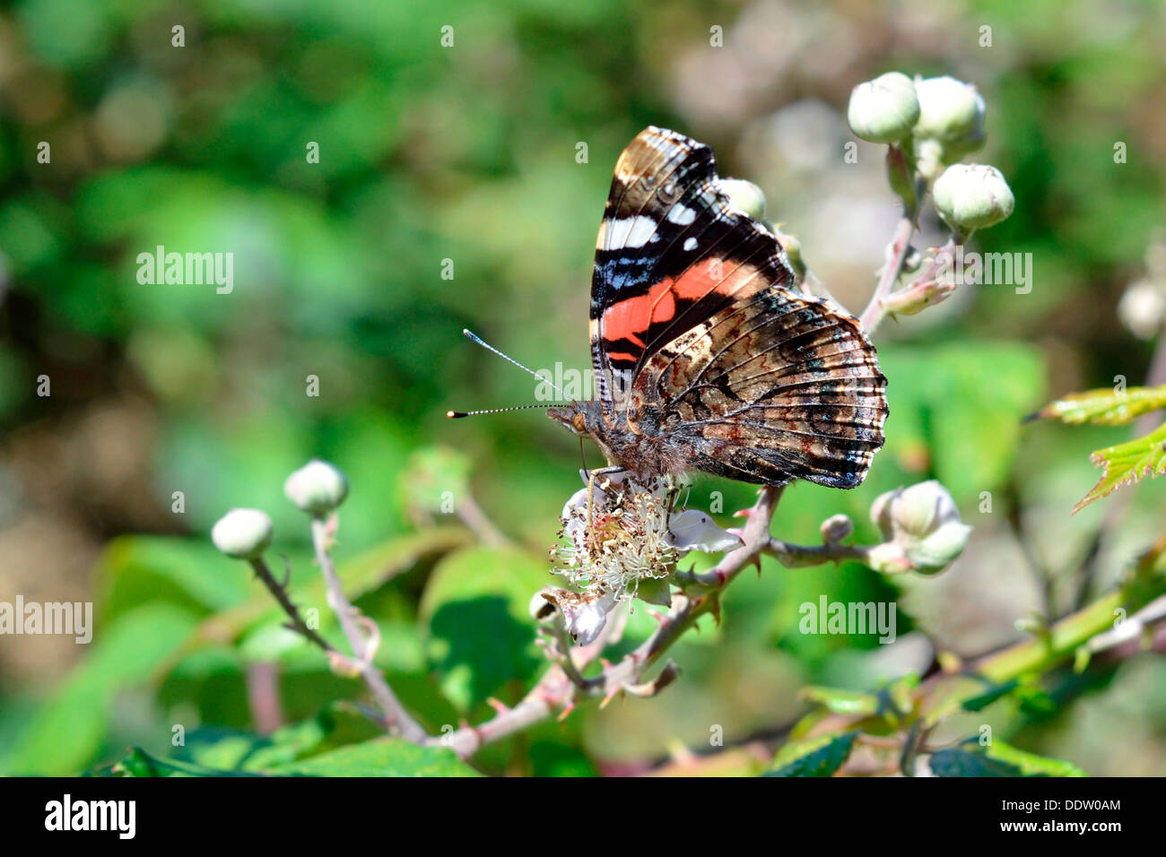 Red Admiral (Vanessa Atalanta) farfalla, Cornwall Inghilterra REGNO UNITO Foto Stock
