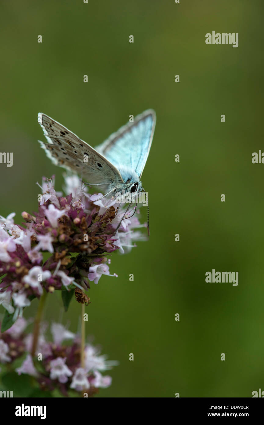 Chalkhill maschio blue butterfly origano Foto Stock