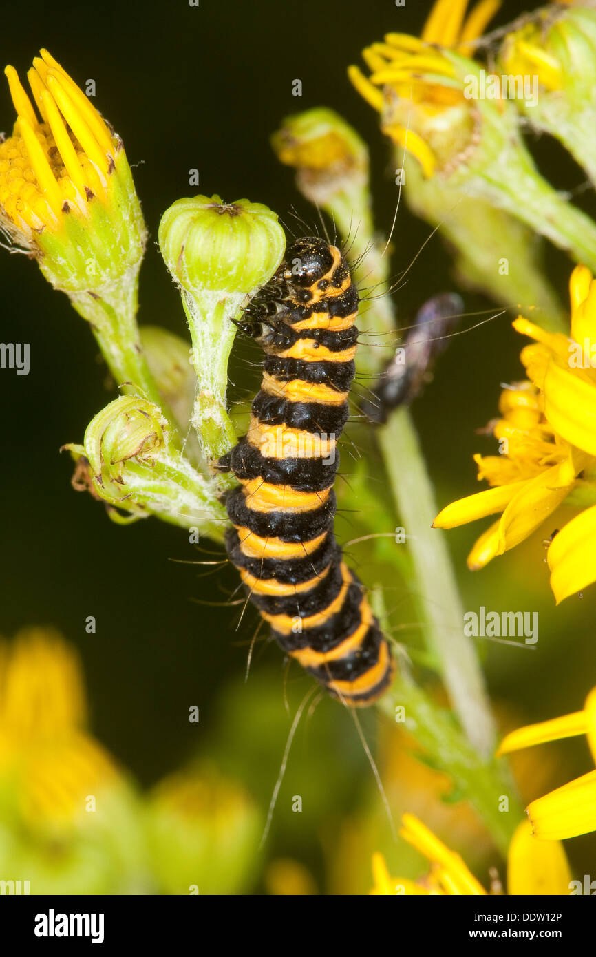 Il cinabro moth, Caterpillar, larve Blutbär, Karminbär, Jakobskrautbär, Raupen, Tyria jacobaeae, Hipocrita jacobaeae, Arctiidae Foto Stock