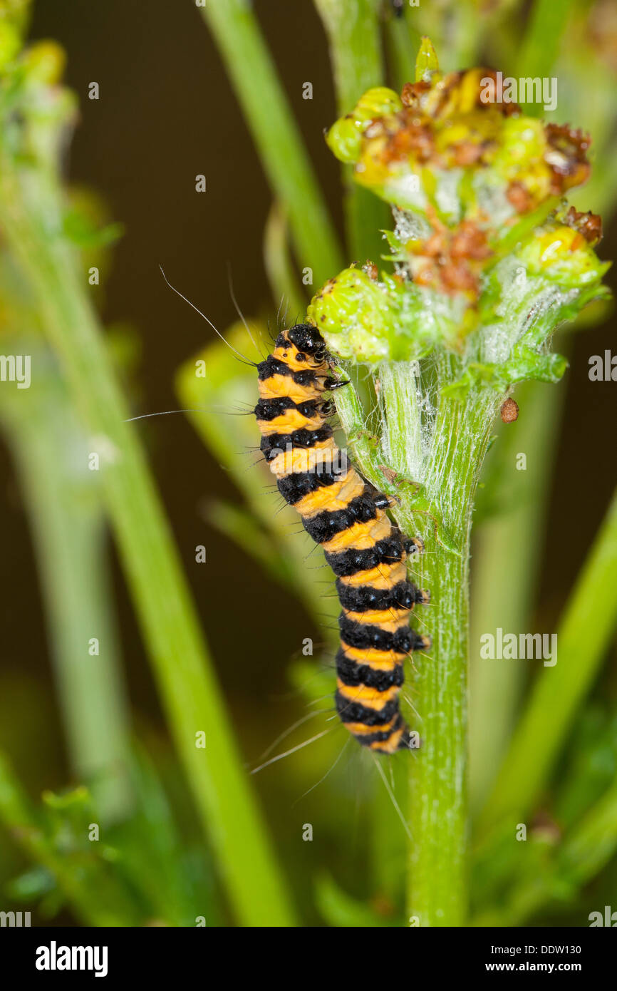 Il cinabro moth, Caterpillar, larve Blutbär, Karminbär, Jakobskrautbär, Raupen, Tyria jacobaeae, Hipocrita jacobaeae, Arctiidae Foto Stock