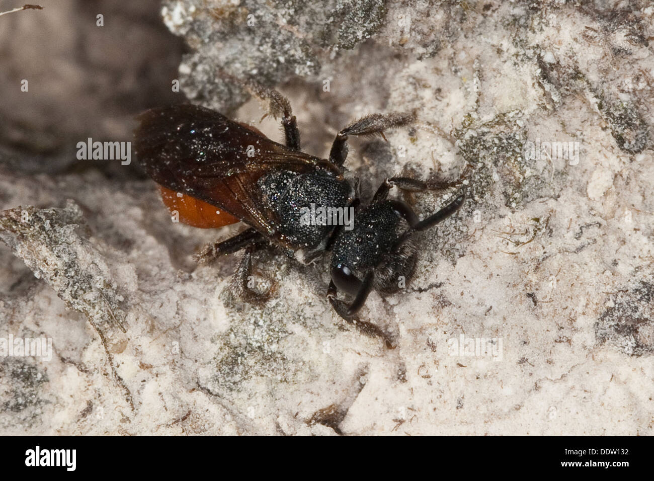 Il sudore bee, Halictid Bee Große Blutbiene, Kuckucksbiene, Furchenbienen, Sphecodes cfr albilabris, Sphecodes cfr fuscipennis Foto Stock