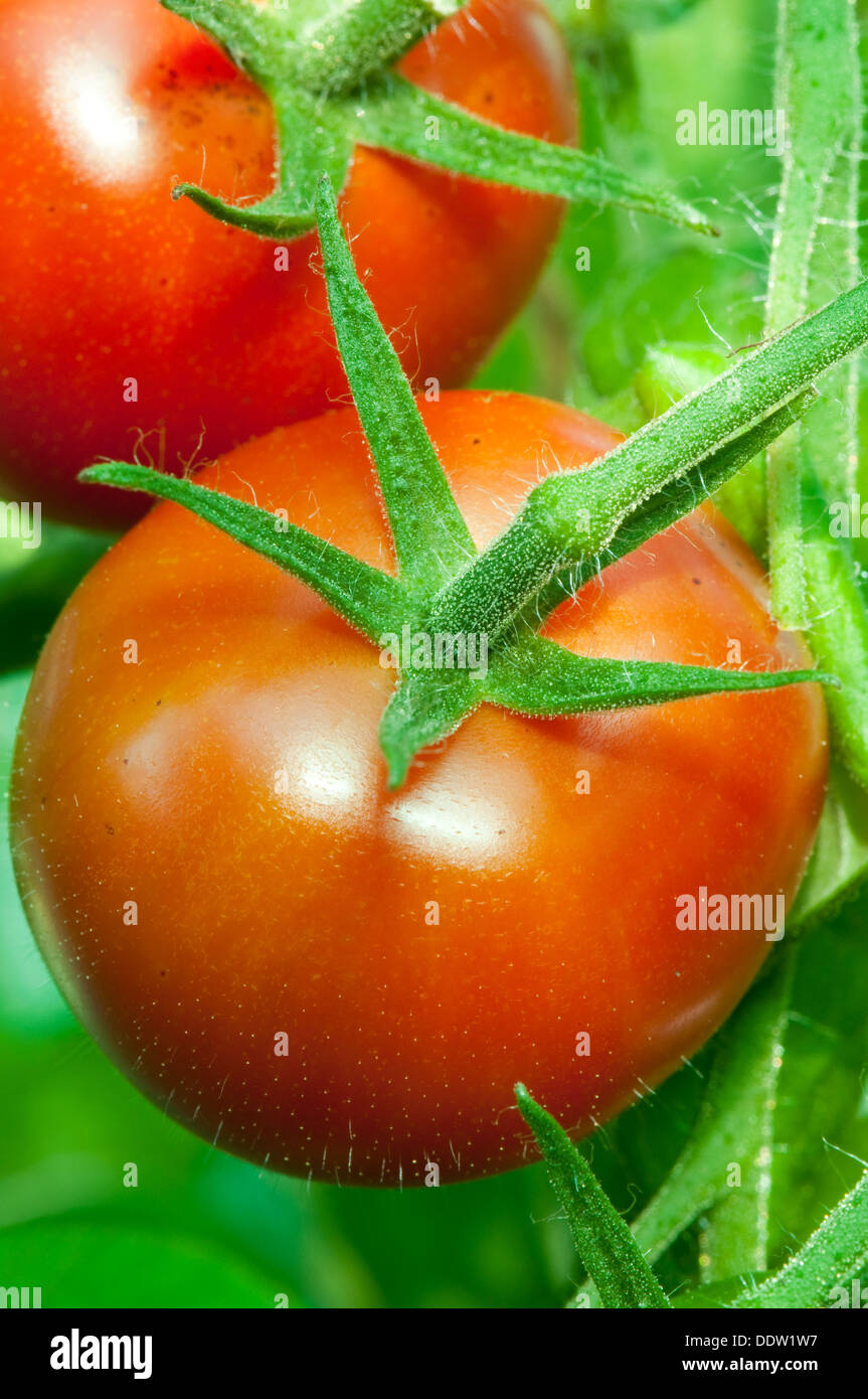 Pomodori maturi sulla pianta Foto Stock