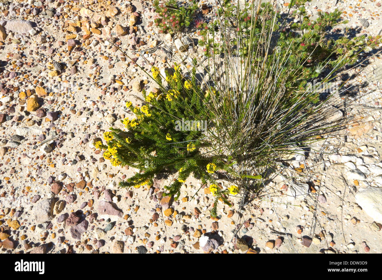 Fiori gialli Royal National Park Nuovo Galles del Sud Australia Foto Stock