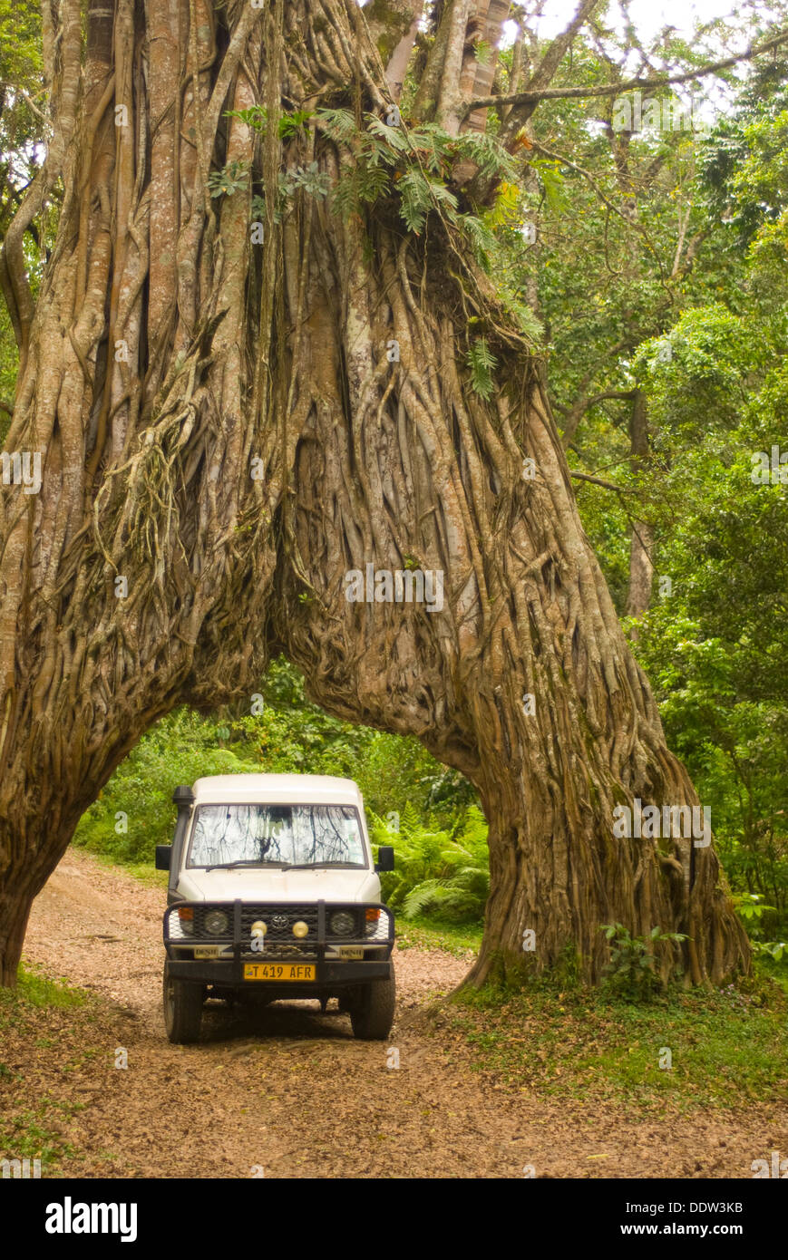 Un enorme albero di fico nella foresta pluviale del Monte Meru, noto come 'ARCH' Foto Stock