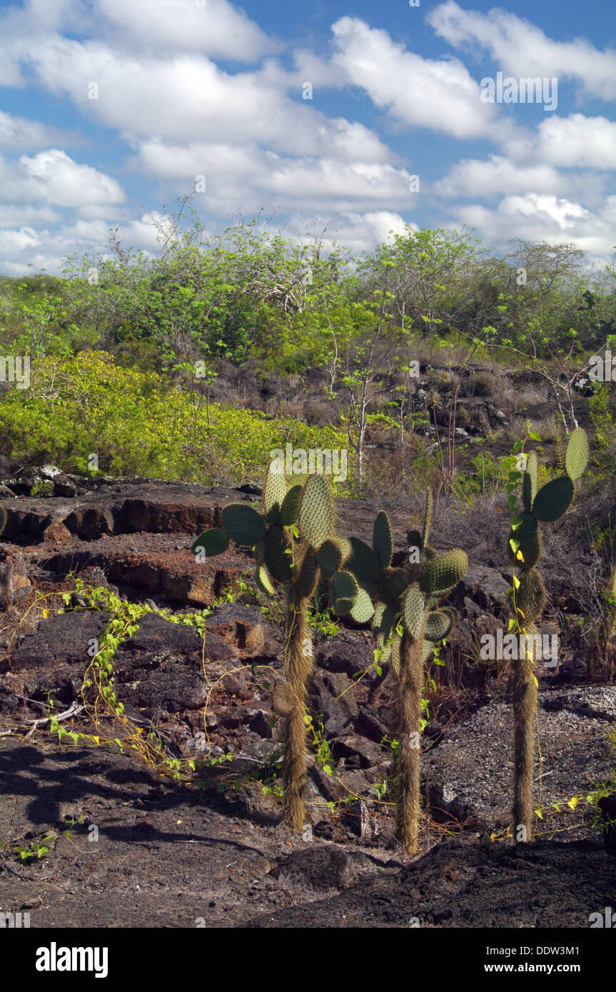 Il panorama su Albemarle (Isabella), Galapagos Foto Stock