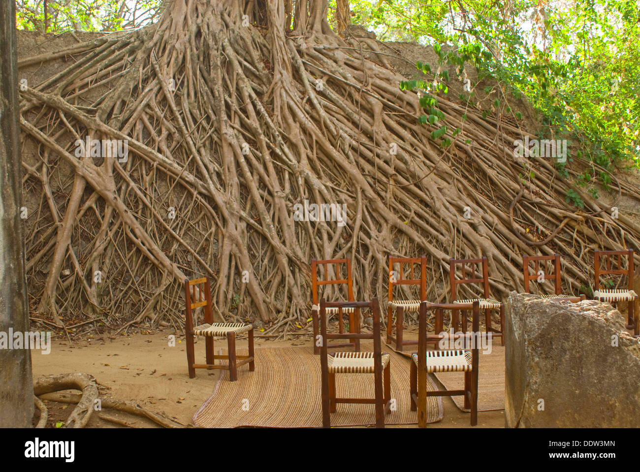 Rovine sulla Chole Island, ricoperta da una gigantesca africana di alberi di fico Foto Stock