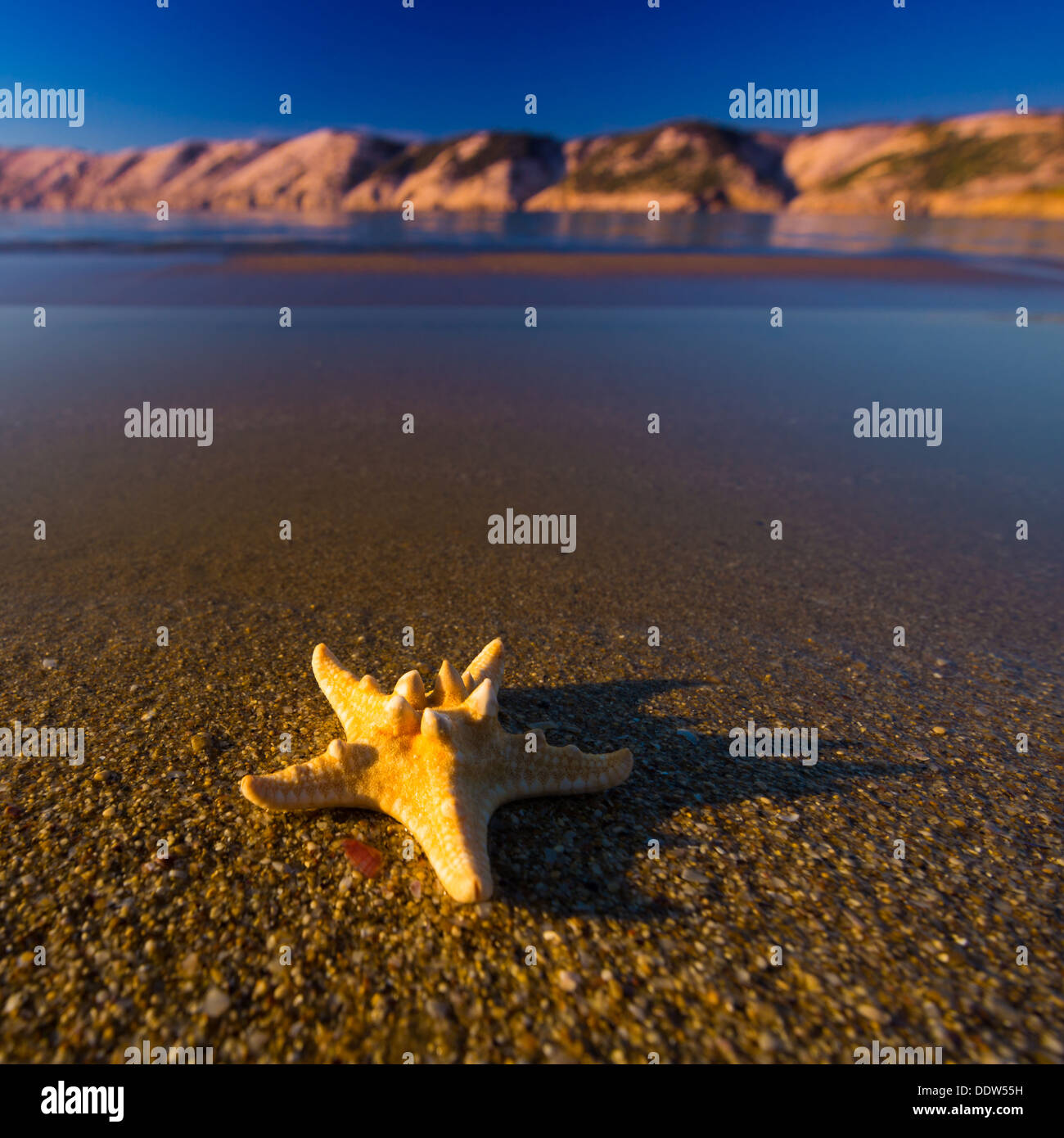 Splendidi paesaggi, stella di mare sulla spiaggia in Croazia Foto Stock