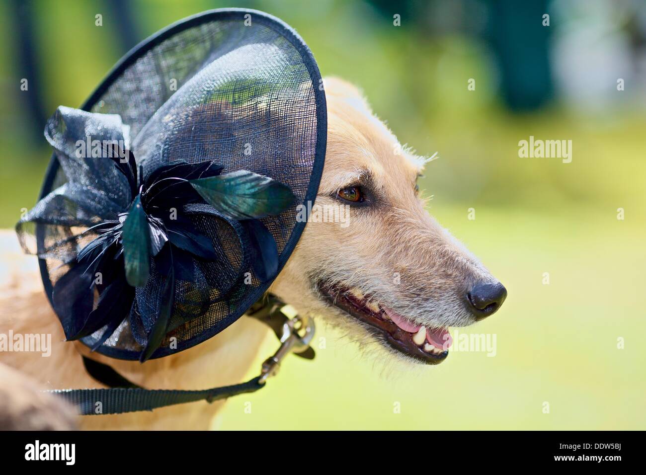 Bridport, Dorset, Regno Unito. 07Th Sep, 2013. Un cane prende parte al miglior cappello cane concorrenza durante Bridport la quarta edizione del festival di Hat. Hat indossatrici partecipano al festival hanno aumentato da 4.000 nel primo anno per la stima di 10.000 partecipanti al festival di oggi. Credito: Tom Corban/Alamy Live News Foto Stock