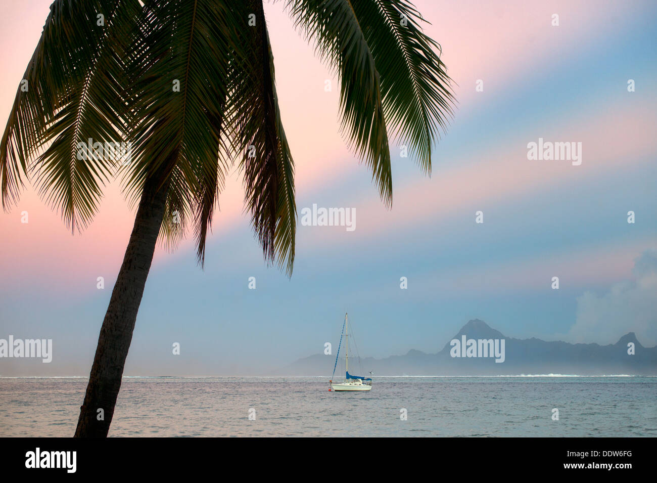 Palm tree barca a vela, sunrise e l'Isola di Moorea. Tahiti. Polinesia francese Foto Stock