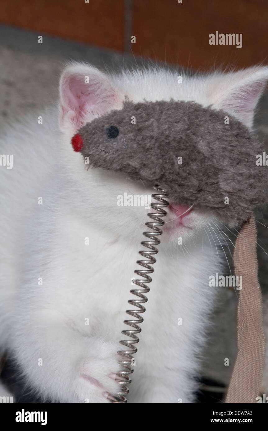 Gattino bianco con il suo giocattolo Mouse Foto Stock