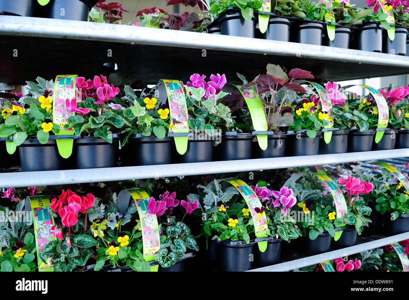 Ciclamino piante fiorite in vendita al di fuori del supermercato Aldi,Mansfield,Nottinghamshire. Foto Stock