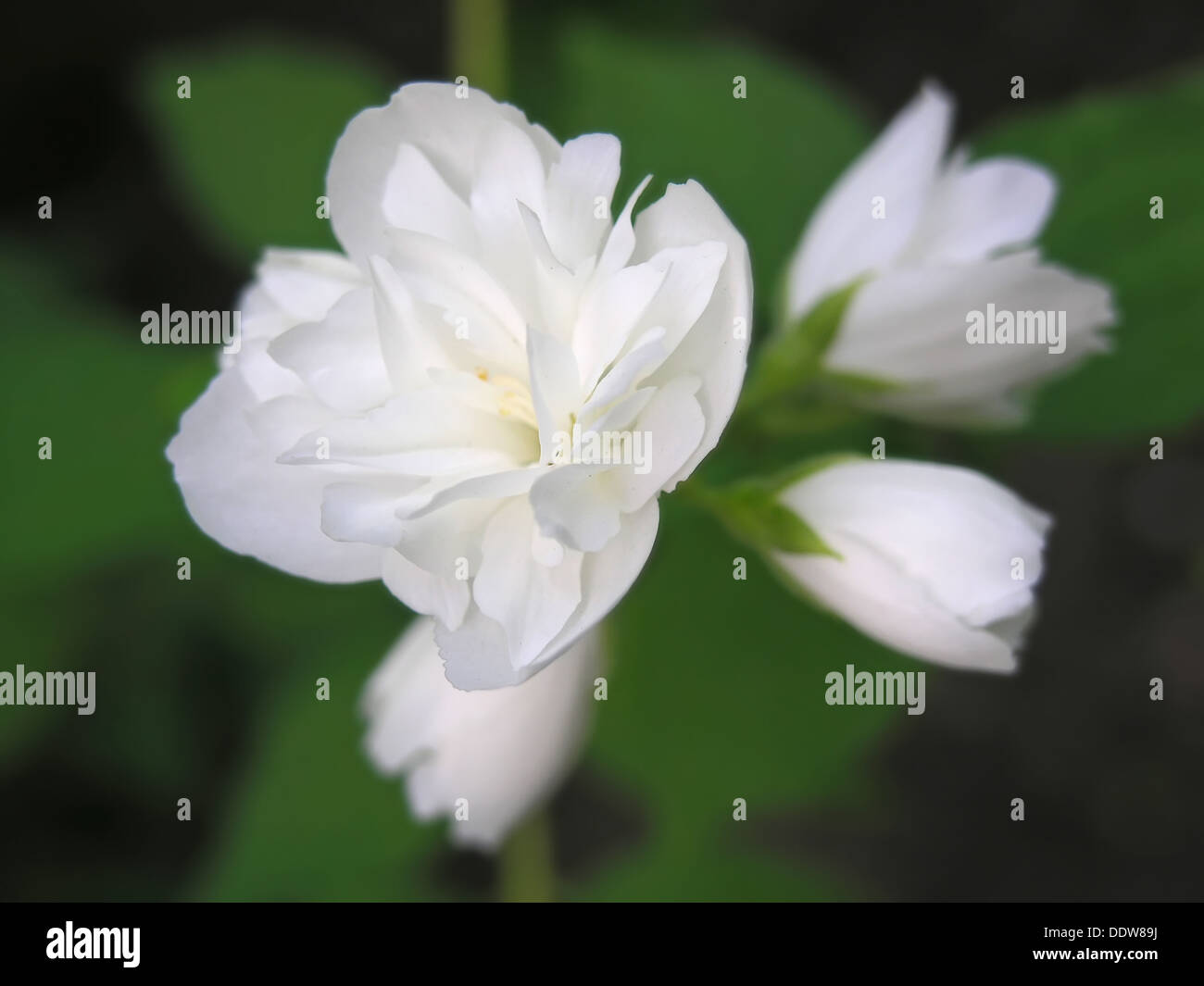 Dolce fragili boccioli profumati di gelsomino, fiore di primavera Foto Stock