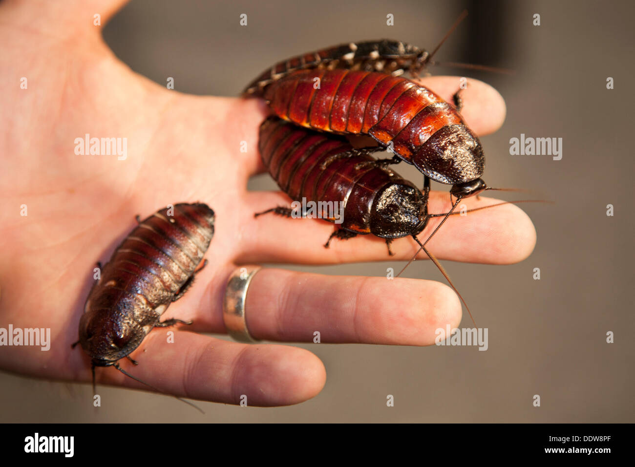 Nick Baker's strane creature (sibili Madagascar scarafaggi) al Manchester Pet Show, dove EventCity ha ospitato il nord-ovest il primo insetto pet show. La cerimonia inaugurale dei due giorni di evento incluso scale, pet visualizza, marrone, Pest, beetle, roach, disgusto, testa, fauna selvatica, macro, bug, esotico, biologia, insetti striscianti, closeup, creatura animale, educativo e un suggestivo teatro con una azione-ricco programma con stelle della TV il pianeta animale. Foto Stock