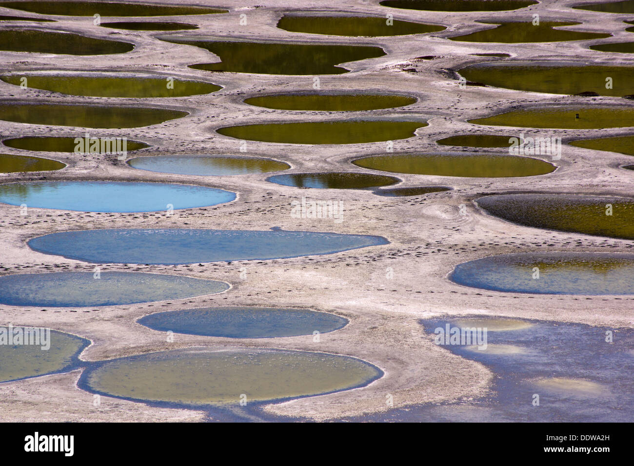 Dettaglio del lago maculato, soluzione salina di un alcale endorheic lago situato a nord-ovest di Osoyoos, regione Okanagan-Similkameen, BC, Canada. Foto Stock