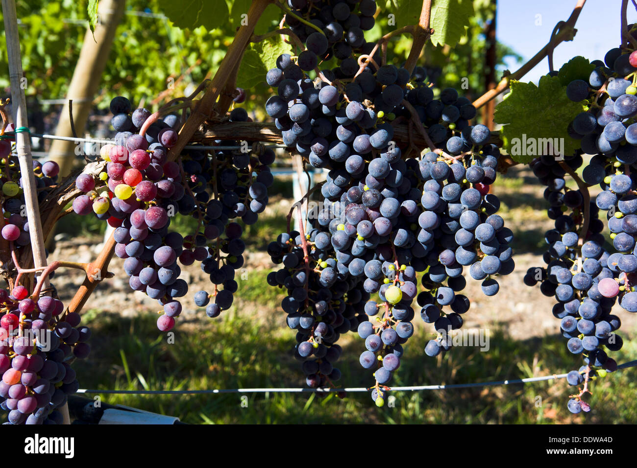 Uva ad Tinhorn Creek winery & vigne, Sud Okanagan, British Columbia, Canada. Foto Stock