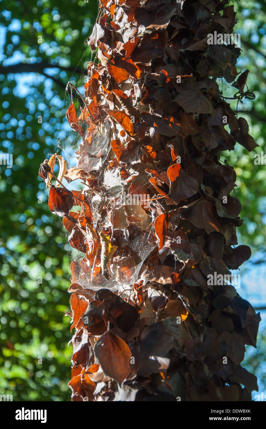 Albero di ragnatele Foto Stock