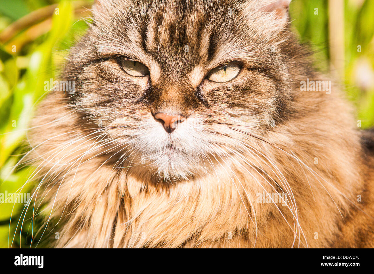 Peloso gatto pet ritratto Foto Stock